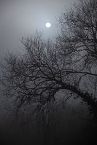 Preview wallpaper tree, moon, night, moonlight, dark