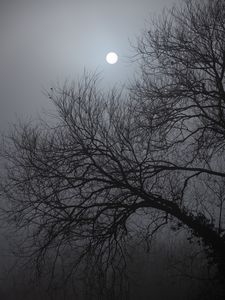 Preview wallpaper tree, moon, night, moonlight, dark
