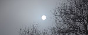 Preview wallpaper tree, moon, night, moonlight, dark