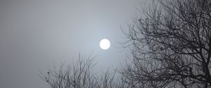 Preview wallpaper tree, moon, night, moonlight, dark