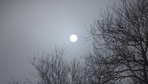 Preview wallpaper tree, moon, night, moonlight, dark