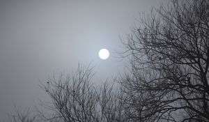Preview wallpaper tree, moon, night, moonlight, dark