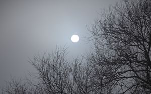 Preview wallpaper tree, moon, night, moonlight, dark