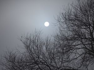 Preview wallpaper tree, moon, night, moonlight, dark