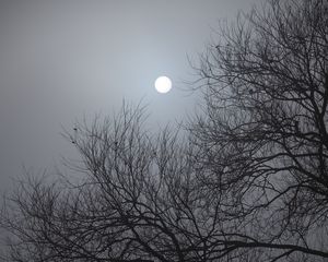 Preview wallpaper tree, moon, night, moonlight, dark