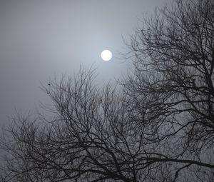 Preview wallpaper tree, moon, night, moonlight, dark