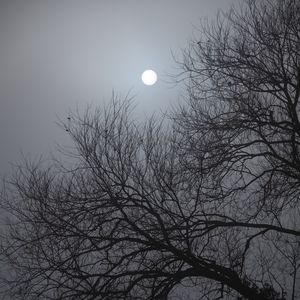 Preview wallpaper tree, moon, night, moonlight, dark
