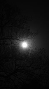 Preview wallpaper tree, moon, night, dark