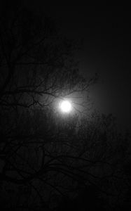 Preview wallpaper tree, moon, night, dark