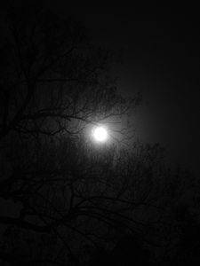 Preview wallpaper tree, moon, night, dark