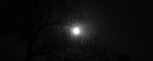 Preview wallpaper tree, moon, night, dark