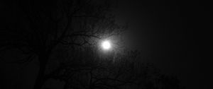 Preview wallpaper tree, moon, night, dark