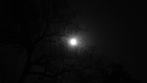 Preview wallpaper tree, moon, night, dark