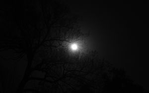 Preview wallpaper tree, moon, night, dark