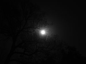 Preview wallpaper tree, moon, night, dark