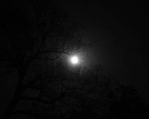 Preview wallpaper tree, moon, night, dark