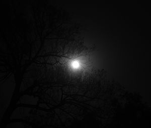 Preview wallpaper tree, moon, night, dark