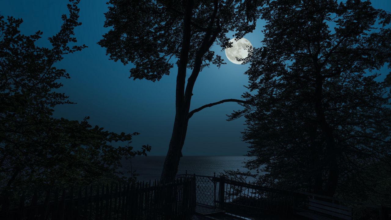 Wallpaper tree, moon, sea, view, night