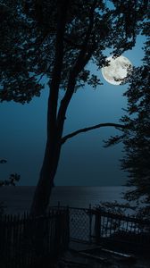 Preview wallpaper tree, moon, sea, view, night
