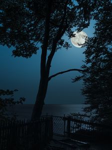 Preview wallpaper tree, moon, sea, view, night