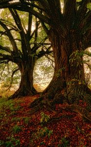 Preview wallpaper tree, moss, grass, foliage