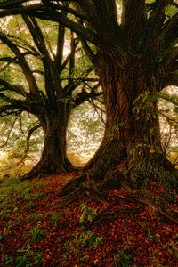 Preview wallpaper tree, moss, grass, foliage