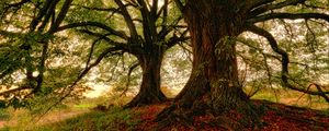 Preview wallpaper tree, moss, grass, foliage