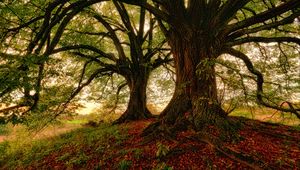 Preview wallpaper tree, moss, grass, foliage