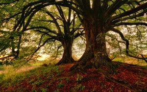 Preview wallpaper tree, moss, grass, foliage