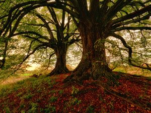 Preview wallpaper tree, moss, grass, foliage