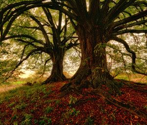 Preview wallpaper tree, moss, grass, foliage