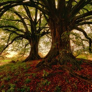 Preview wallpaper tree, moss, grass, foliage