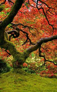 Preview wallpaper tree, moss, krone, twisting, bright, colors