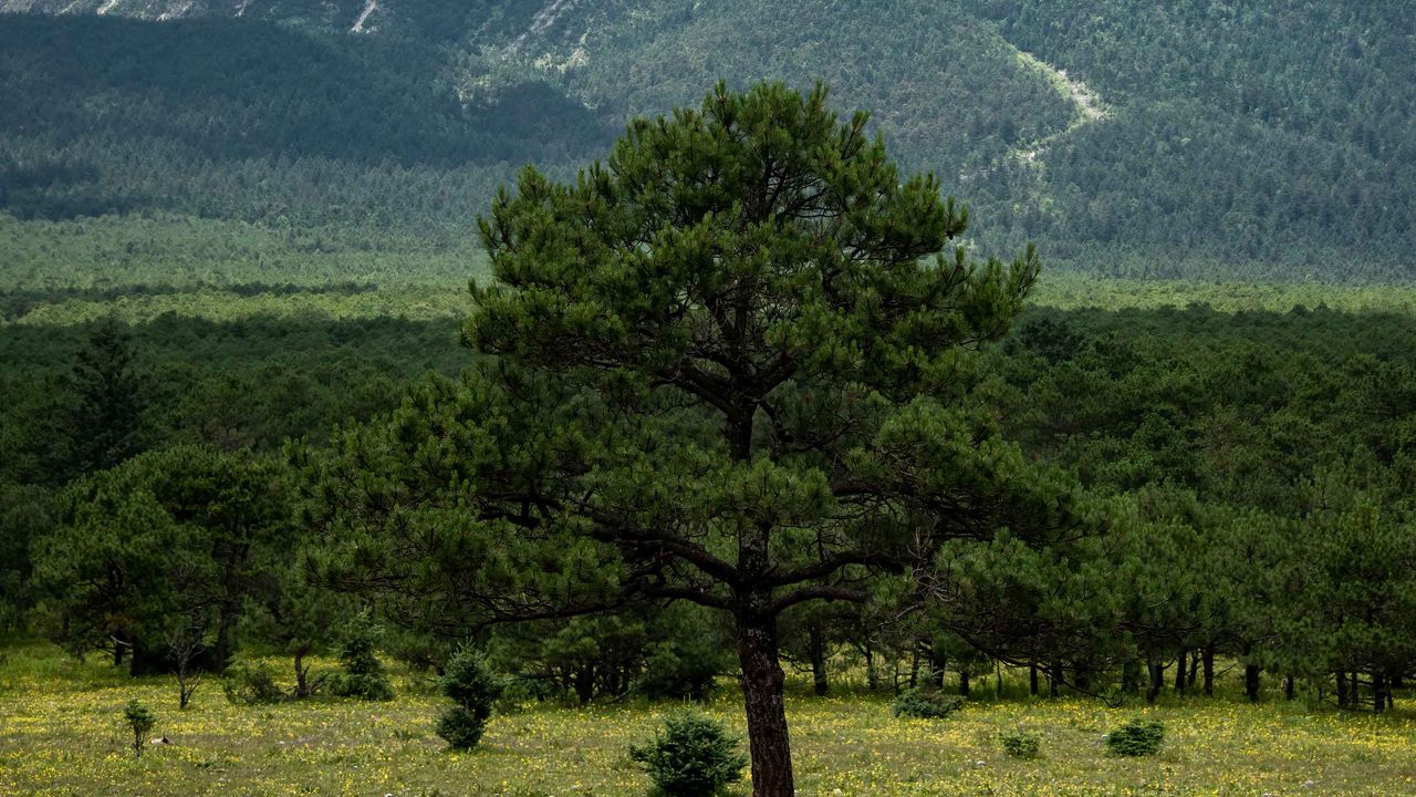 Wallpaper tree, mountain, forest, clouds, nature