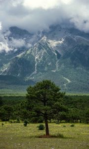 Preview wallpaper tree, mountain, forest, clouds, nature