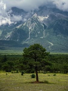 Preview wallpaper tree, mountain, forest, clouds, nature