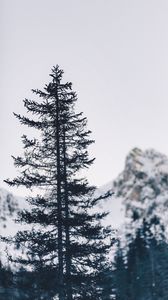 Preview wallpaper tree, mountain, winter