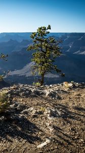 Preview wallpaper tree, mountains, canyon, landscape, view