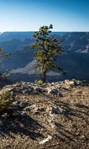 Preview wallpaper tree, mountains, canyon, landscape, view