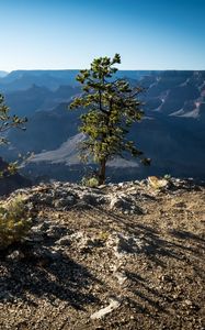 Preview wallpaper tree, mountains, canyon, landscape, view