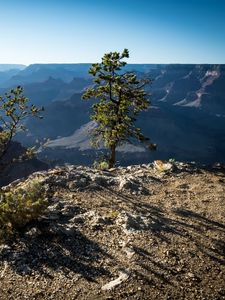 Preview wallpaper tree, mountains, canyon, landscape, view