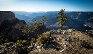 Preview wallpaper tree, mountains, canyon, landscape, view