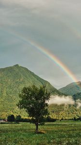 Preview wallpaper tree, mountains, forest, rainbow