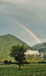 Preview wallpaper tree, mountains, forest, rainbow