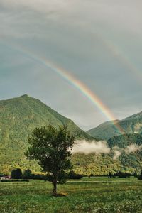 Preview wallpaper tree, mountains, forest, rainbow