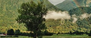 Preview wallpaper tree, mountains, forest, rainbow