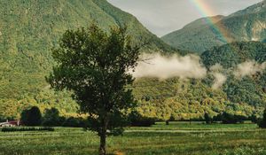 Preview wallpaper tree, mountains, forest, rainbow