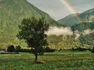 Preview wallpaper tree, mountains, forest, rainbow