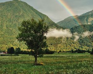 Preview wallpaper tree, mountains, forest, rainbow