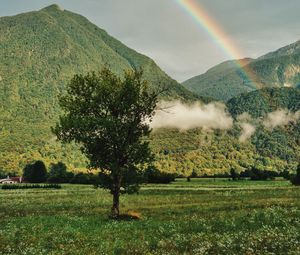 Preview wallpaper tree, mountains, forest, rainbow